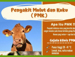 Wabah PMK Merajalela, Malut Masih Bebas Namun Waspada