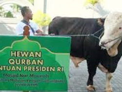 Hewan Qurban Bantuan Presiden, Siap Didistribusi Pemprov Malut