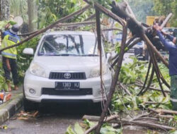 Akibat Hujan dan Angin Kencang, Pohon Tumbang Rusaki Mobil dan Rumah