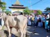 Gubernur AGK Serahkan Sapi Bantuan Dari Presiden di Masjid Sultan Bacan