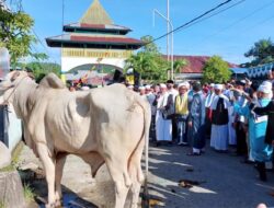 Gubernur AGK Serahkan Sapi Bantuan Dari Presiden di Masjid Sultan Bacan