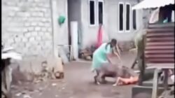 Serangan Babi Hutan di Ternate, Ibu dan Anak Jadi Korban
