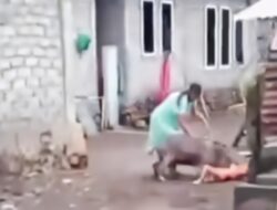 Serangan Babi Hutan di Ternate, Ibu dan Anak Jadi Korban