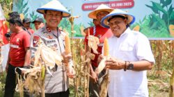 Sinergi Dukung Swasembada Pangan, Kapolda Malut Ikut Panen Jagung di Tidore
