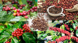 Ini Negara Pertama Kali Temukan Kopi Sebelum Menyebar ke Seluruh Dunia, Termasuk Indonesia