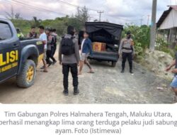 Tim Gabungan Polres Halteng Ciduk 5 Warga Terduga Judi Sabung Ayam